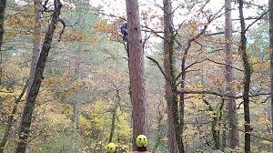 Спасатели сняли с дерева повисшего на кроне парапланериста