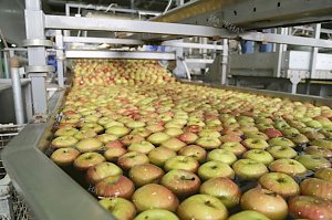 В Крыму завершили сбор урожая яблок