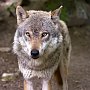 Крымчанину грозит 2 года тюрьмы за жестокое обращение с волком на глазах у ребенка