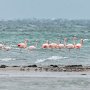 В Крыму поселились розовые фламинго
