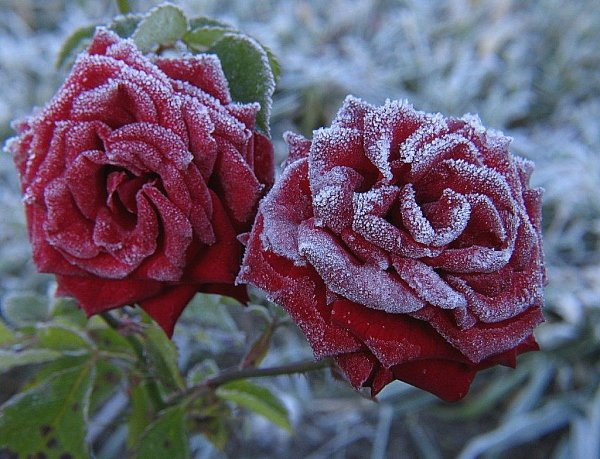 Розы в зимнюю погоду
