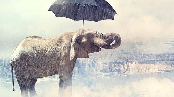 Погода от слона