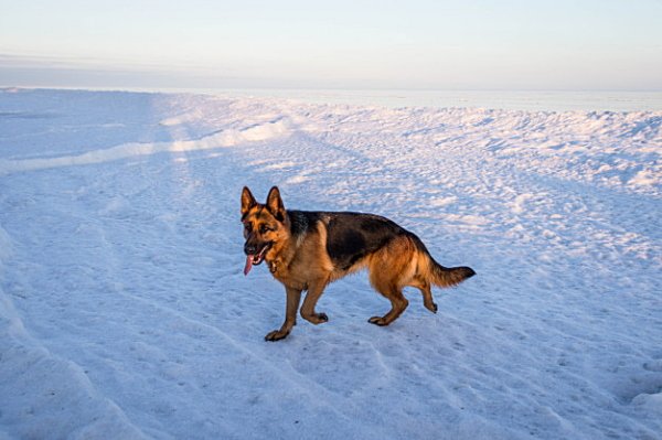 Зимние прогулки с собакой