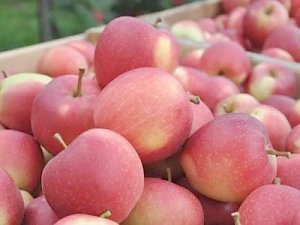 Крымские яблоки – самые экологически чистые в России