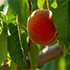Учёный КФУ рассказал, каким будет урожай плодовых культур в Крыму