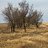 Учёные КФУ разработали проект восстановления лесополос в Крыму