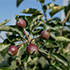 В суперинтенсивном яблоневом саду КФУ появились первые плоды