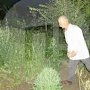 В Крыму садовник выращивал вокруг мечети коноплю