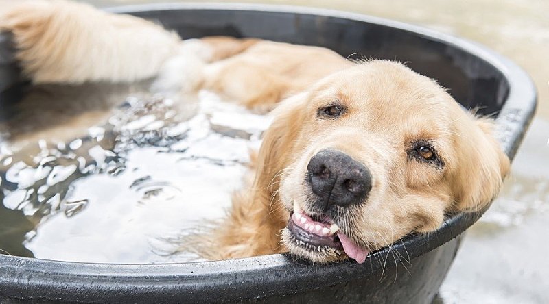 Летняя жара и собаки: 5 советов по защите питомцев от перегрева