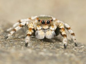 В Крыму даже паукам хорошо