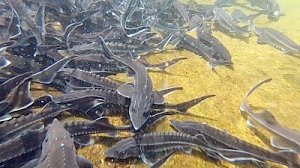 Осетрина первой свежести! Почти 150 тонн осетра и форели создали за год рыбные хозяйства Крыма