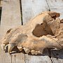 Учёные нашли хорошо сохранившийся череп гигантской гиены в пещере «Таврида»