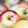 Аграрии Крыма запланировали в текущем году собрать на 50% больше яблок