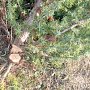 Неизвестные вырубили сотню деревьев можжевельника под Севастополем