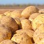 Минсельхоз предложил увеличить закупки картофеля в странах СНГ из-за плохого урожая