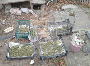 В Балаклаве полицейские изъяли у местного жителя почти два килограмма конопли