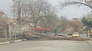 Ураганный ветер массово валит деревья в Симферополе