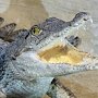 Наиболее известный крымский аквариум лишится права публично кормить крокодилов