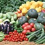 В Крыму запланировали возродить овощеводство и значительно расширить плодоводство и виноградарство