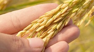 Крымский рис способен заместить в России импортный