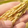 Крымский рис способен заместить в России импортный