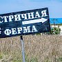 Собственный устричный спат желают выращивать в Севастополе