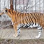 Суд в Крыму рассмотрит дело Зубкова о покусанном тигром ребенке