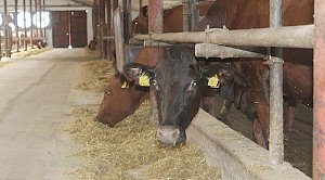 Поголовье мясного скота в хозяйствах Крыма в разы выросло за год