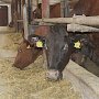 Поголовье мясного скота в хозяйствах Крыма в разы выросло за год