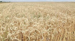 Минсельхоз США заявил о трудностях экспорта украинской пшеницы