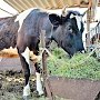 Бруцеллезом от коров в Белогорском районе заразились 9 человек – Роспотребнадзор