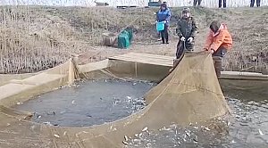 В Симферопольское водохранилище выпускают 50 тыс. мальков амура и толстолобика