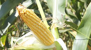 Аграрии Крыма начали посевную кампанию кукурузы