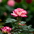 В Ботаническом саду КФУ начинается массовое цветение роз