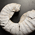 Палеонтологи КФУ открыли ранее неизвестный вид моллюсков в Крыму