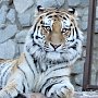 Росприроднадзор ищет замеченного в Крыму амурского тигра