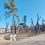 Прокуратура проверит адекватность обрезки деревьев в парке Симферополя