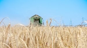 Около 8 тысячи гектаров зерновых спишут в Крыму из-за плохой погоды
