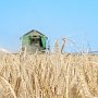 Около 8 тысячи гектаров зерновых спишут в Крыму из-за плохой погоды