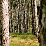 Власти Севастополя вводят запрет на посещение лесов
