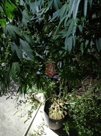 В Севастополе сотрудники наркоконтроля задержали местного жителя, который культивировал запрещенные растения и незаконно хранил дома наркотическое средство